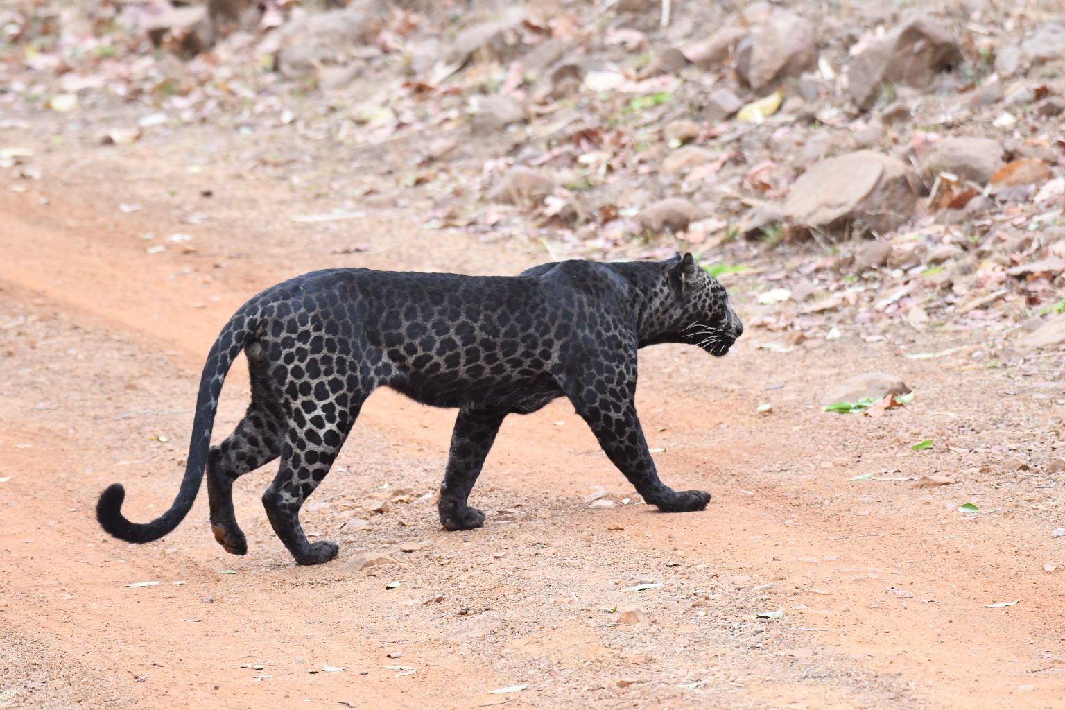 Black Leopard In Tadoba Melanistic Leopard In India