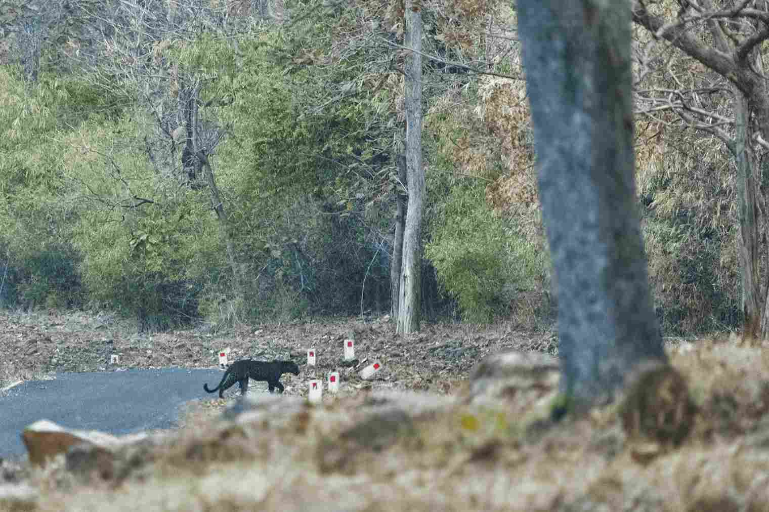 Black Leopard