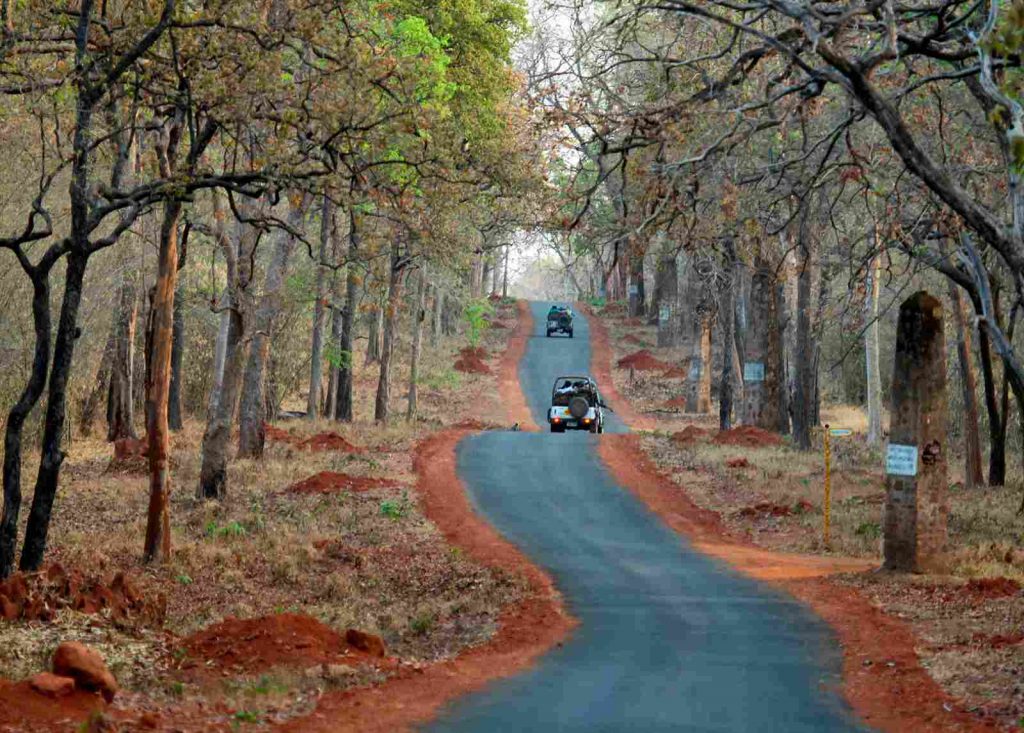 Best Time to Visit Tadoba National Park