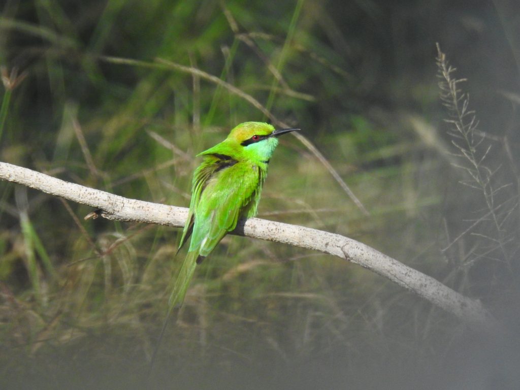 birding in tadoba national park