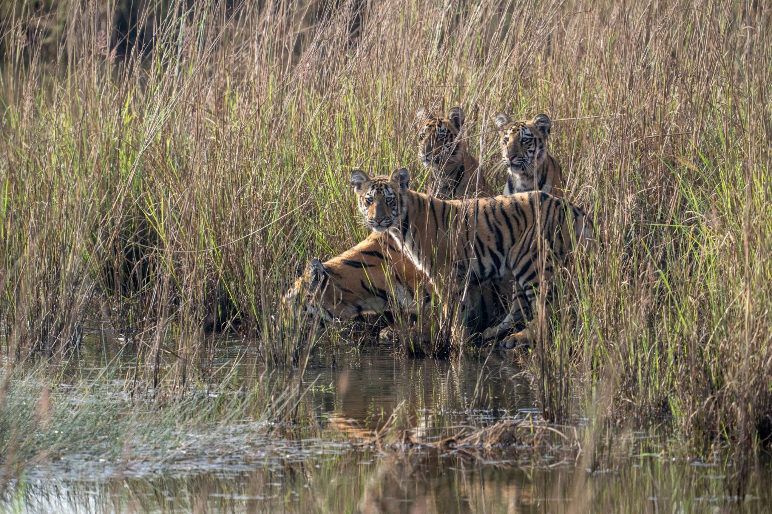 Top Surprising Facts About the Tiger of Tadoba National Park