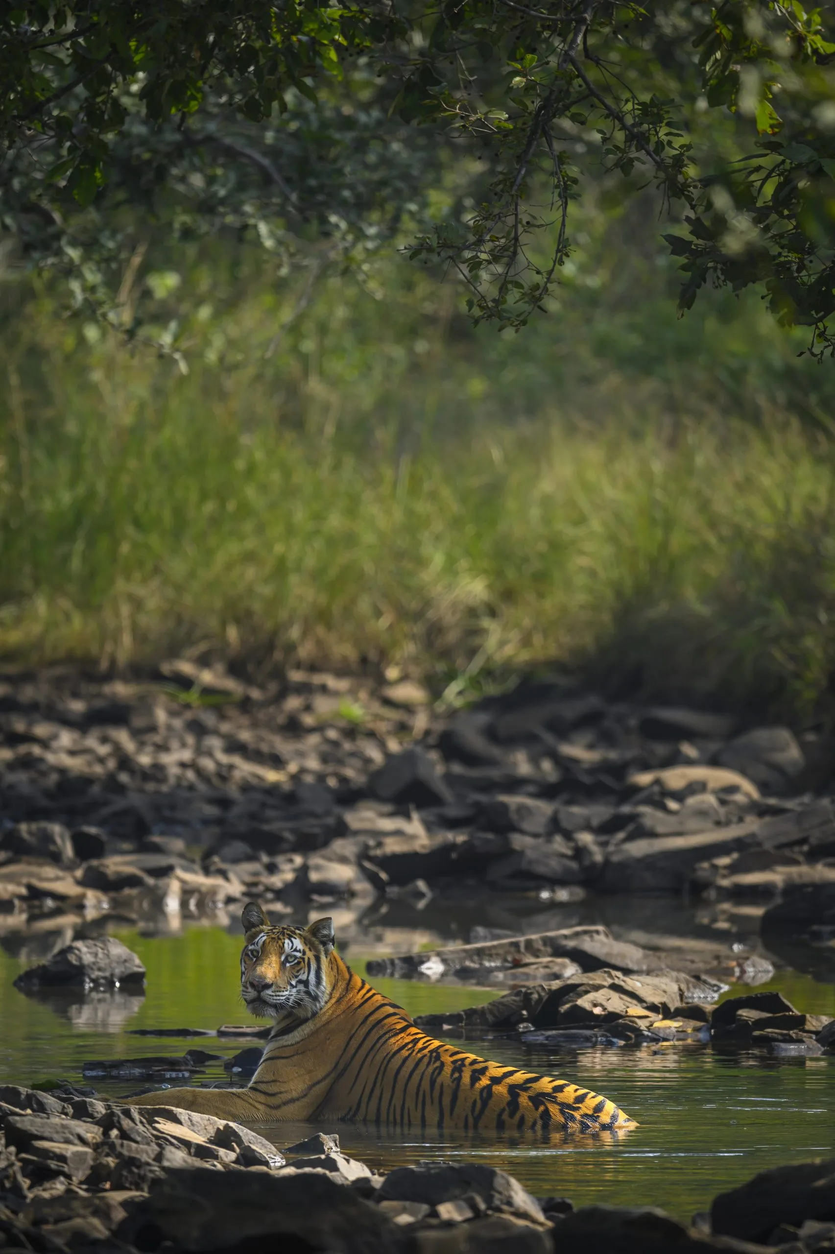 Tiger in water
