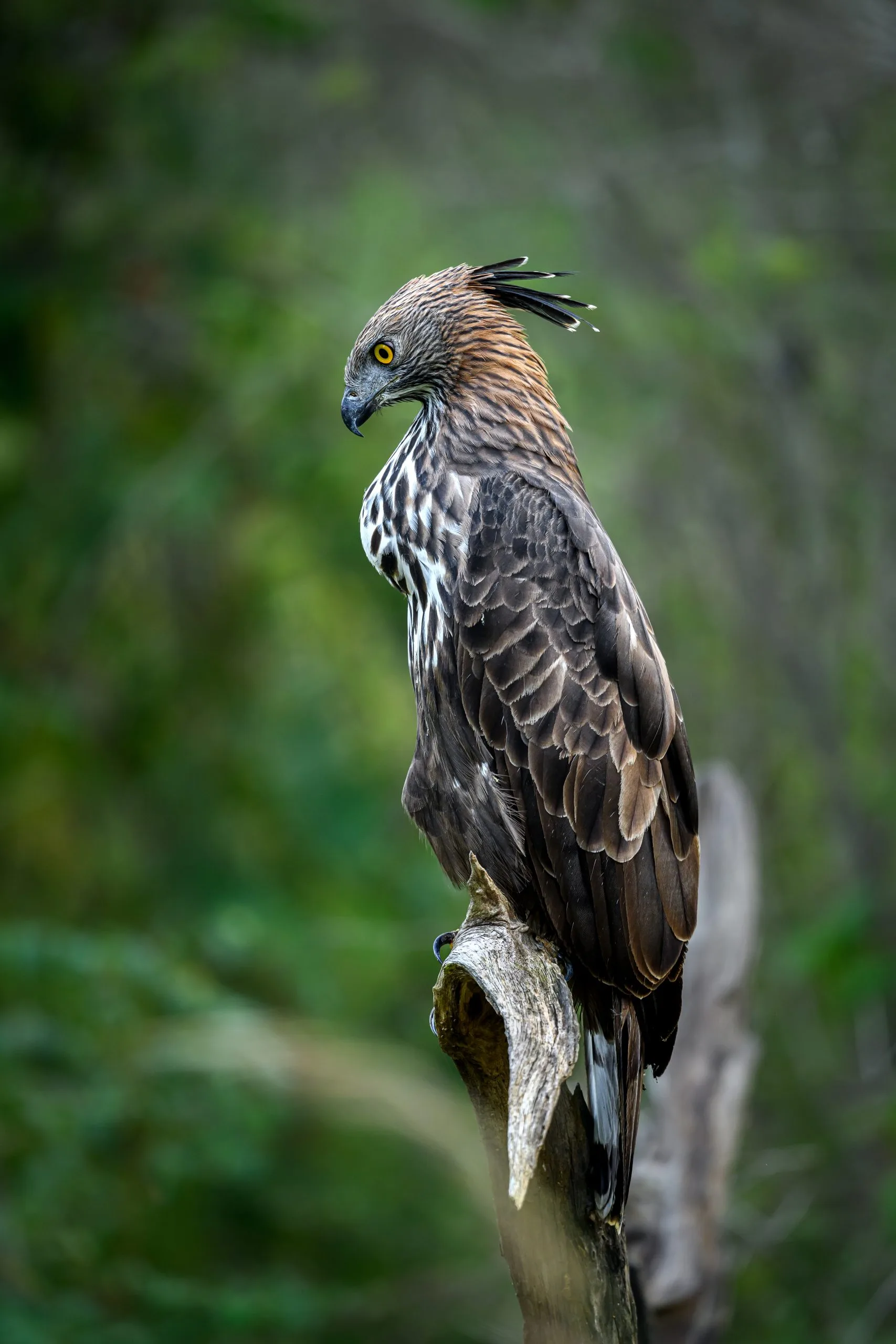 crested hawk eagle perched in Tadoba National Park forest