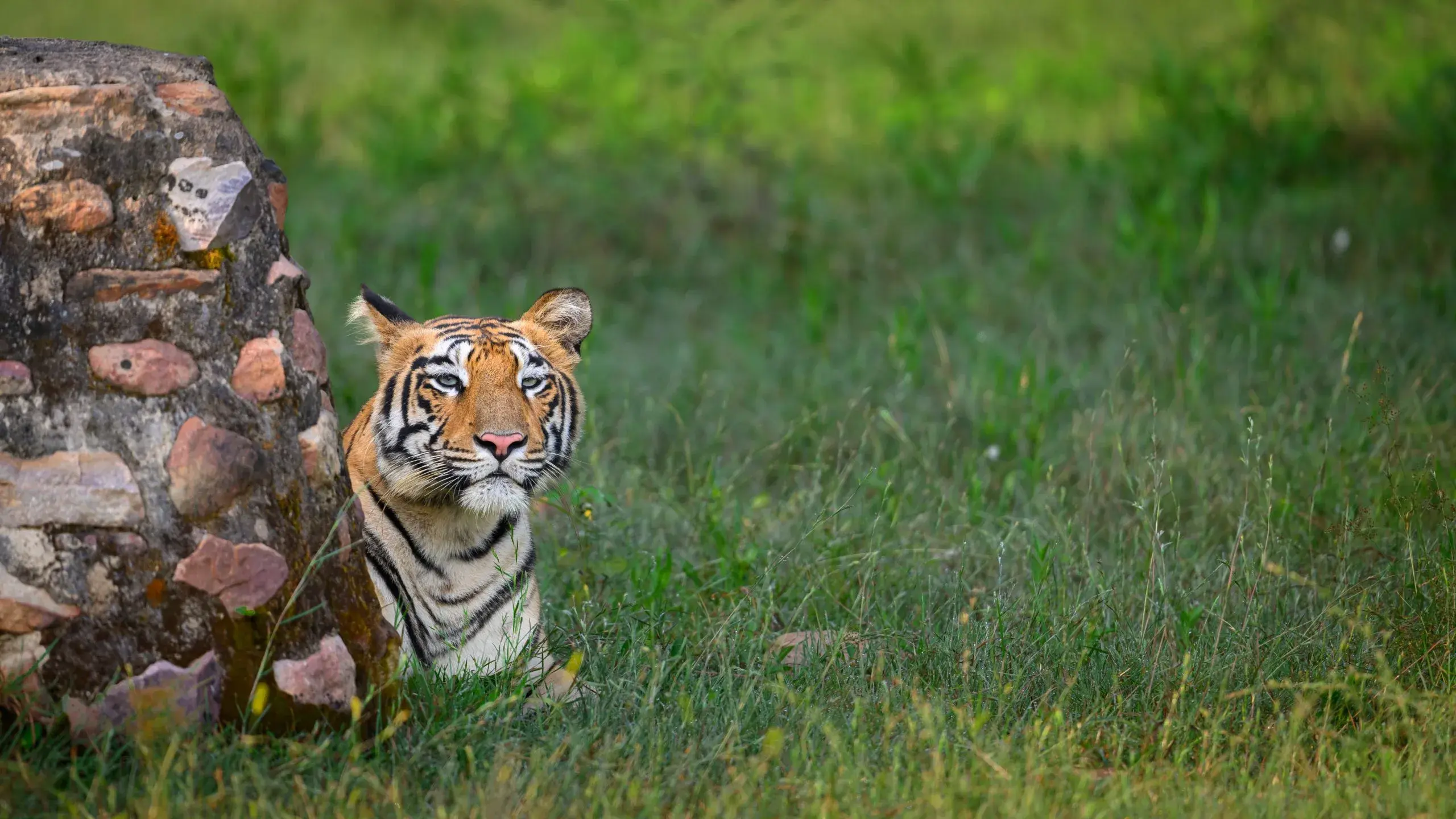 Tadoba Safari Guide: Best Time to Visit, Zones, Gates & Insider Tips