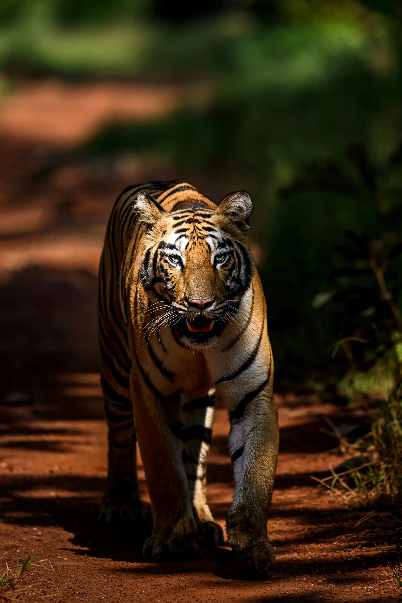 tiger walking tiger walking in tadoba national park