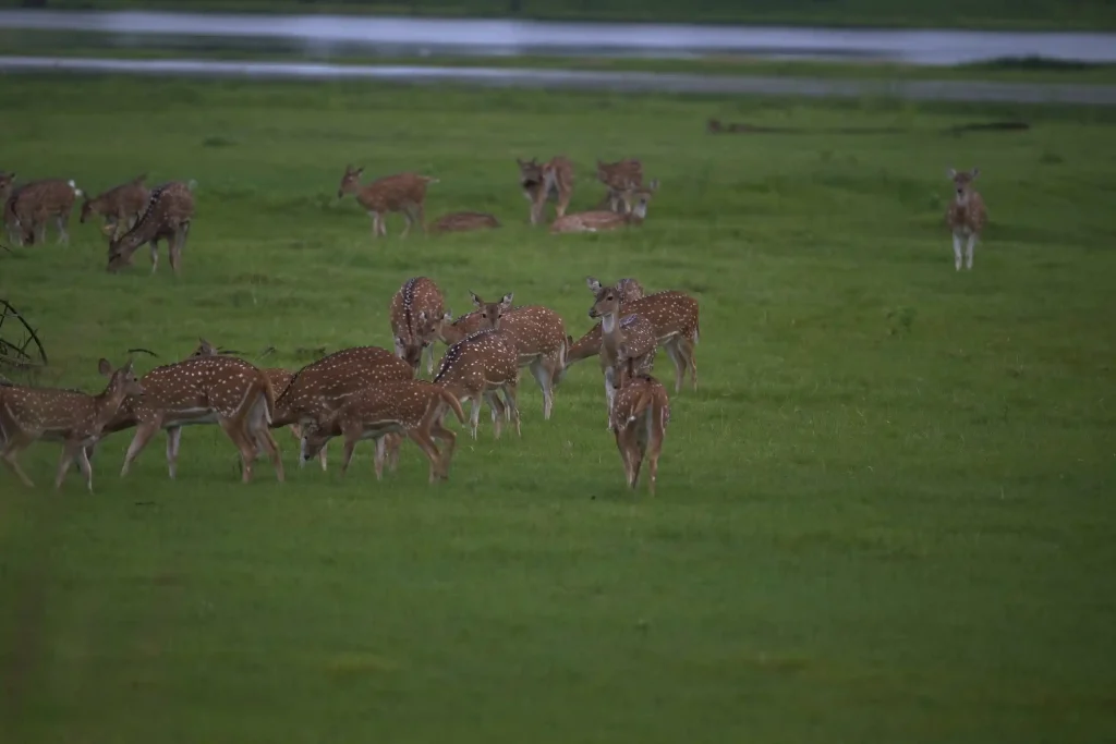 Spotted deer in Tadoba National Park.