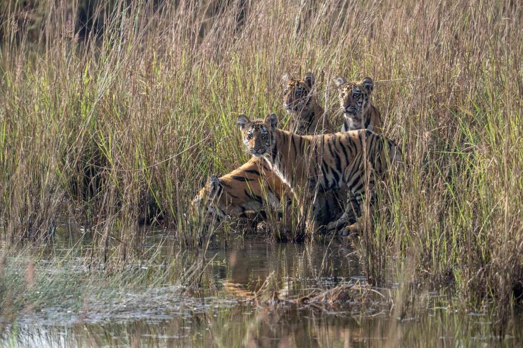 tiger sightings in tadoba