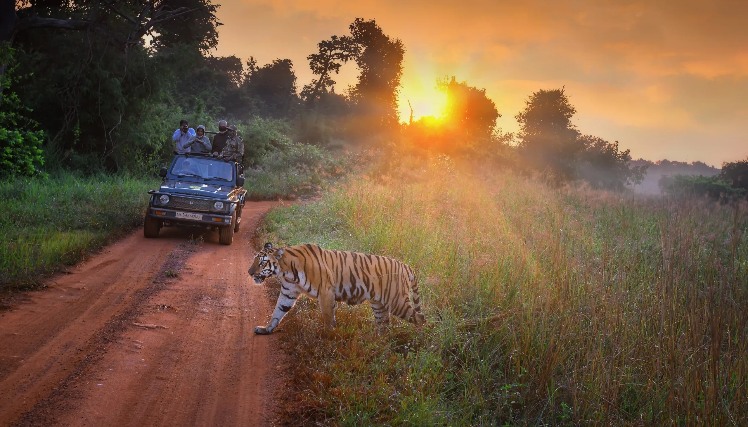 Tadoba Jungle Safari -