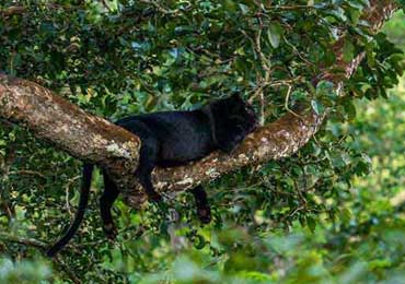Lesser Known Facts about Tadoba