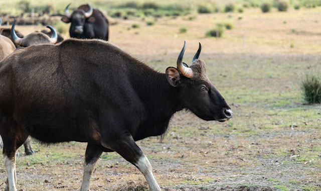Indian Gaur grazing in Tadoba Andhari Tiger Reserve