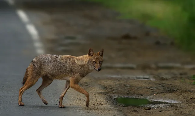 Indian Jackal at Tadoba Andhari Tiger Reserve