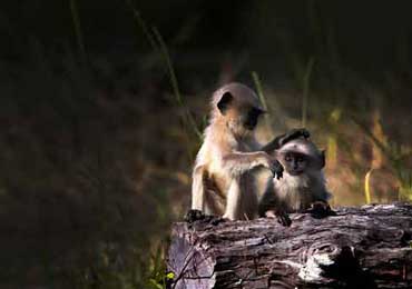 WIldlife Safari