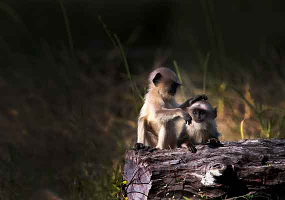 Central India Wildlife Safari