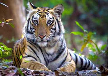 Tiger Safari