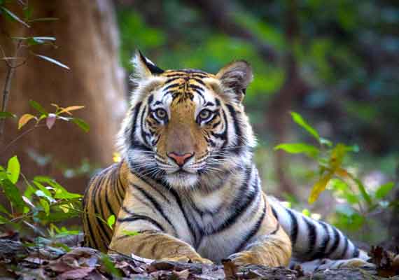 Great Indian Tiger Safari