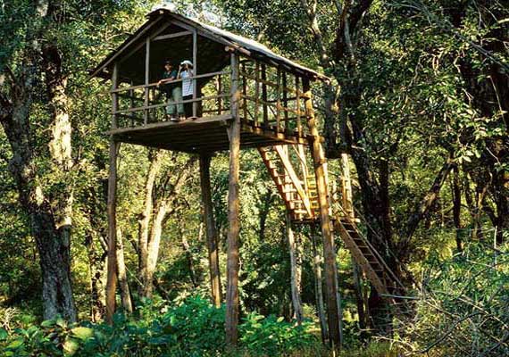Log Hut Stay in Tadoba