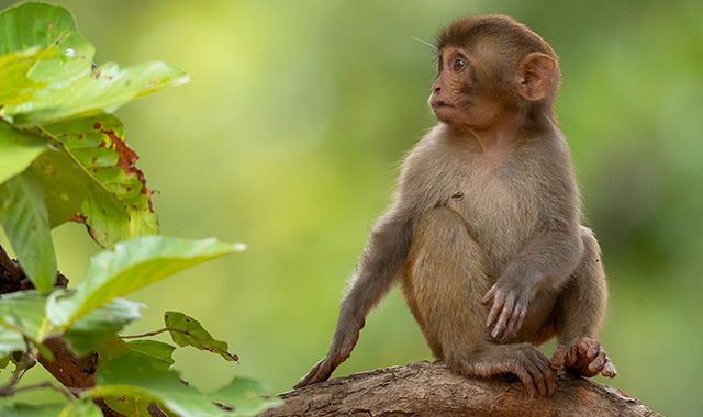 Langur monkey in Tadoba National Park forest