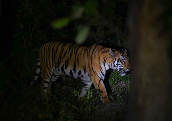 Night Safari in Tadoba