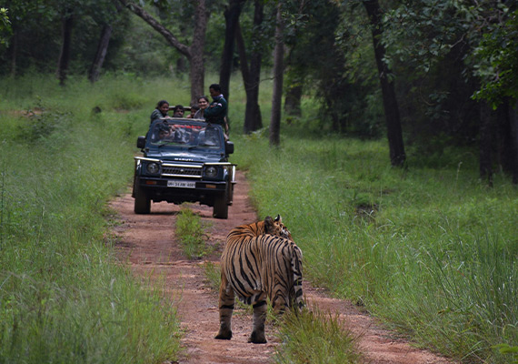 tadoba jungle safari nagpur