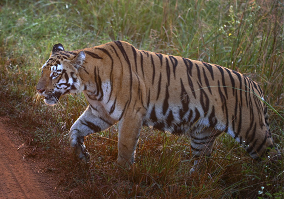 Tadoba National Park