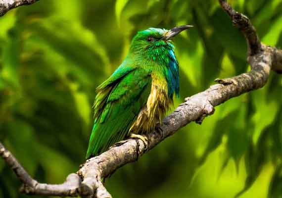 Tadoba Pench Wildlife Tour