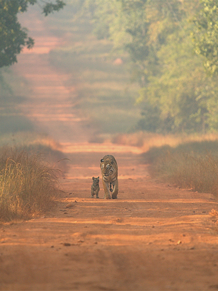 jungle safari in tadoba 