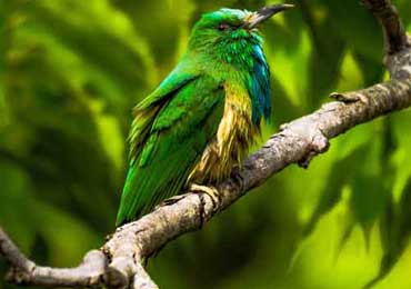 Tadoba Safari Packages