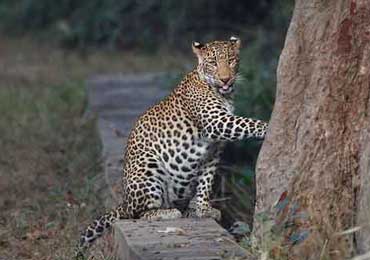 Tadoba Safari
