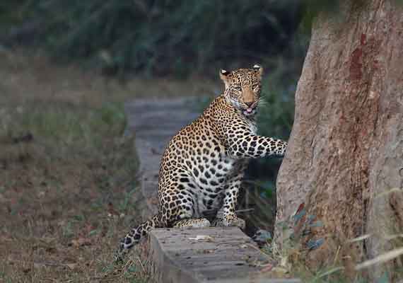 Tadoba–Satpura