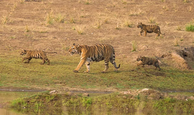 Tiger sighting at Tadoba National Park Maharashtra