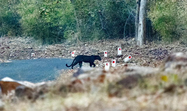 Tigers of Tadoba