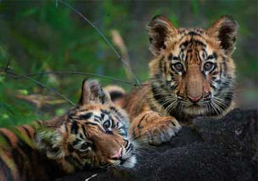 Wildlife Safari