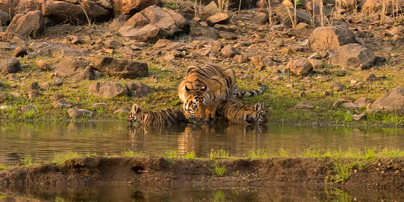 Maya the tigress with cubs at Tadoba National Park