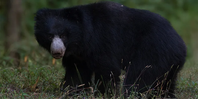 Sloth Bear at Tadoba Andhari Tiger Reserve, Maharashtra