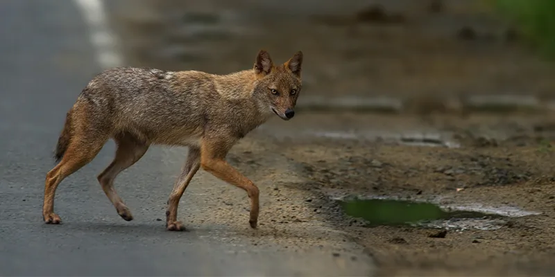 Golden Jackal spotted during Tadoba jungle safari