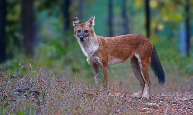 Wildlife in Tadoba National Park